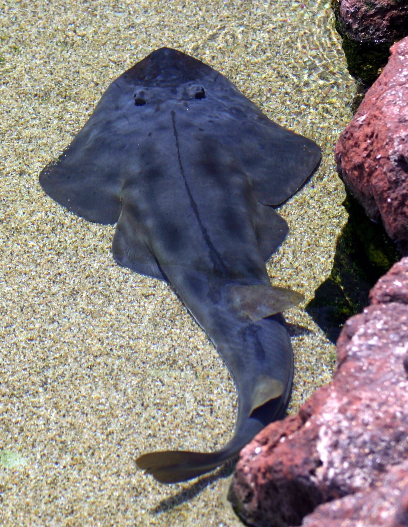 Shovelnose Guitarfish