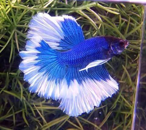Betta Fish