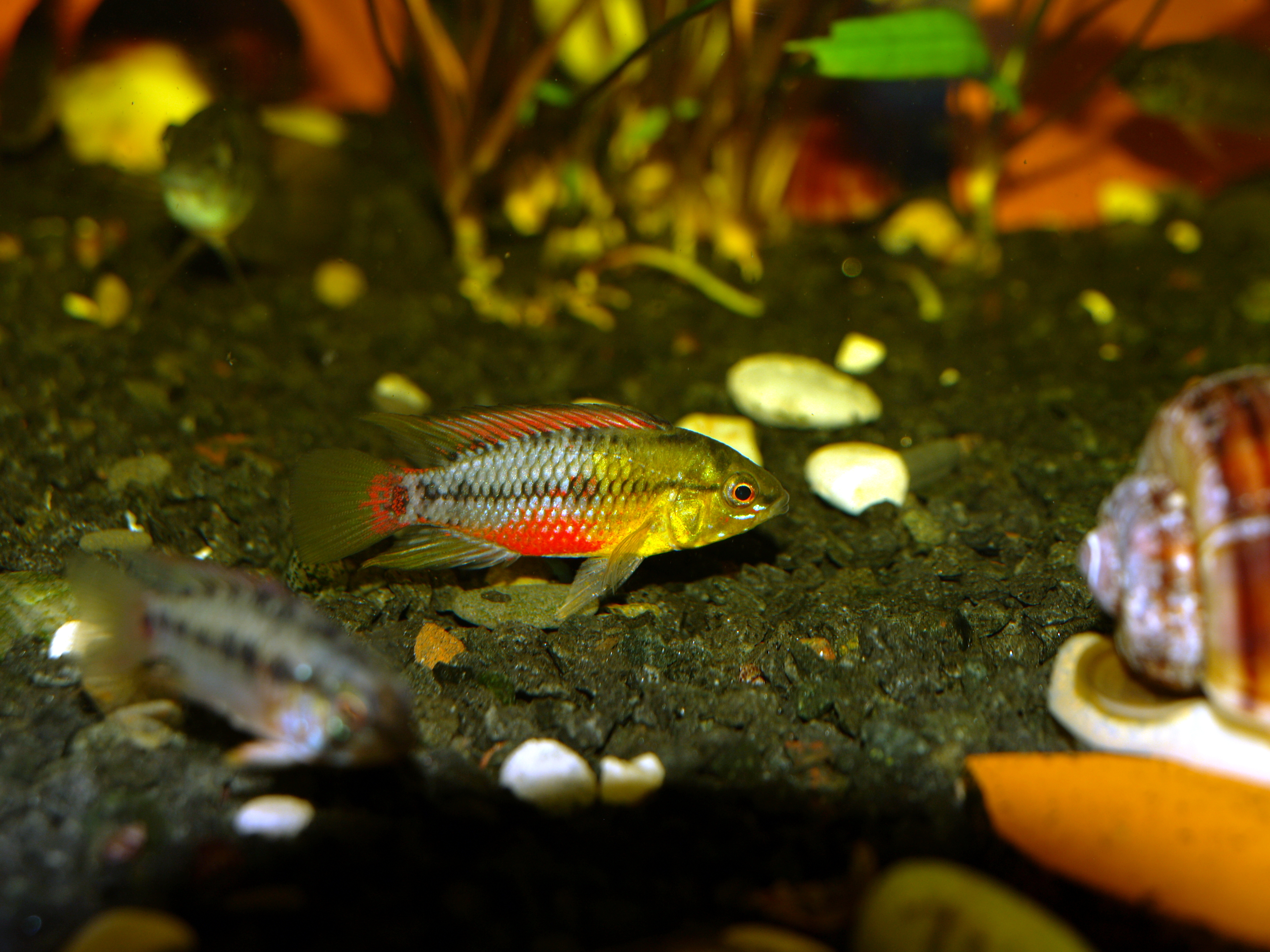 Hongslo's Dwarf Cichlid