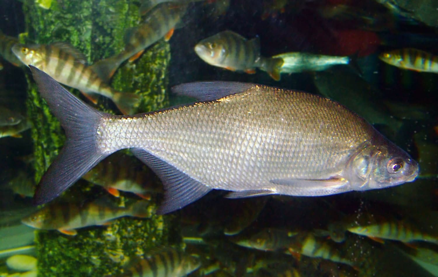 Carp Bream