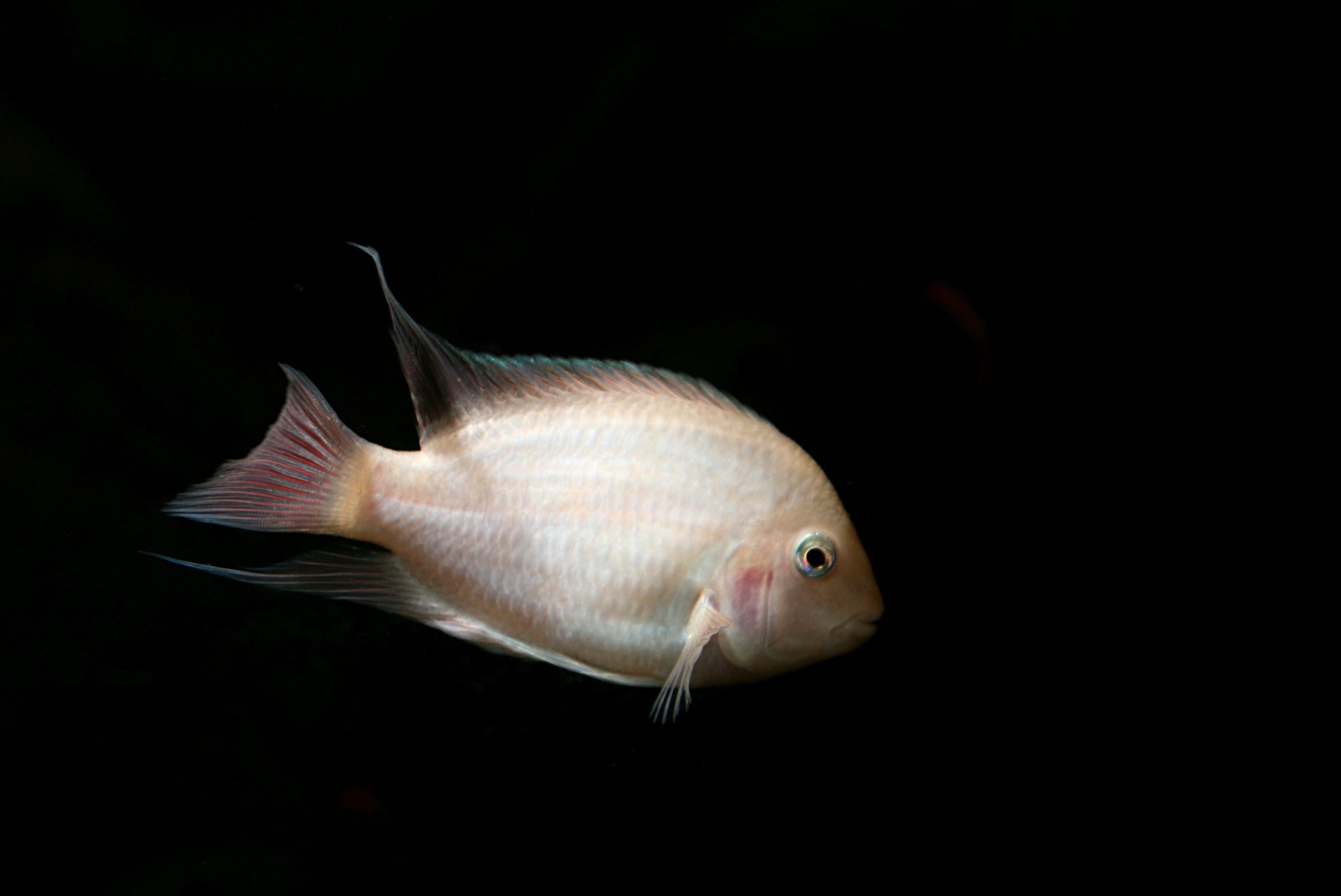 Convict Cichlid