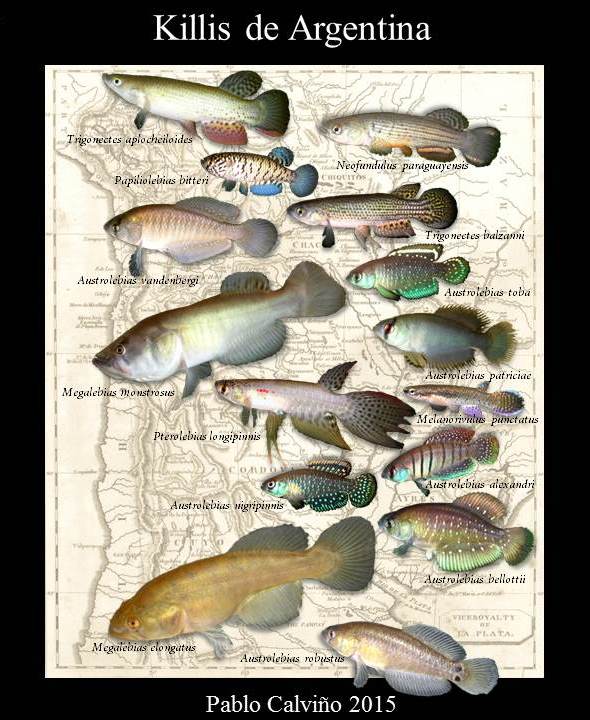 Argentine Pearl Killifish