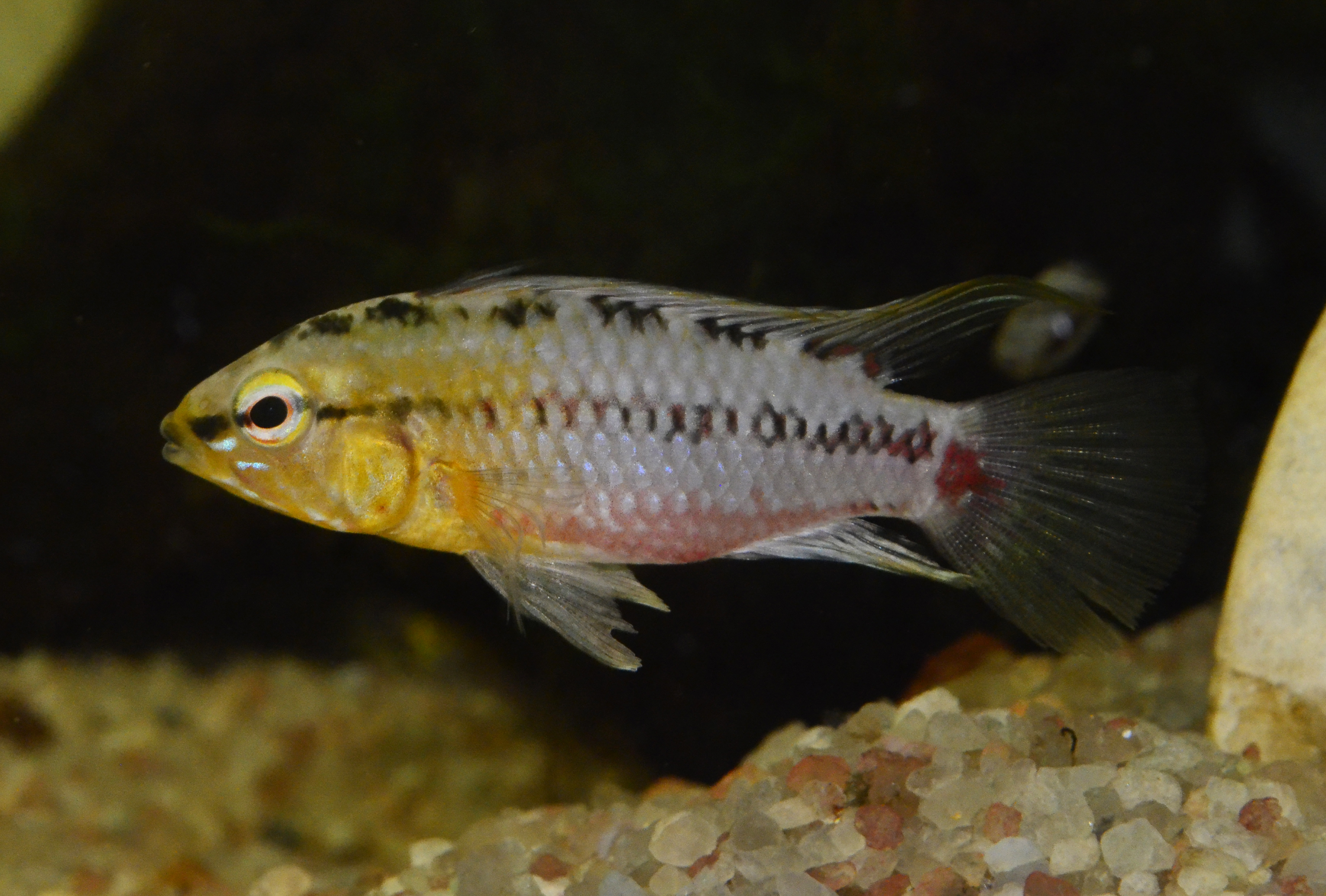 Hongsloi Dwarf Cichlid