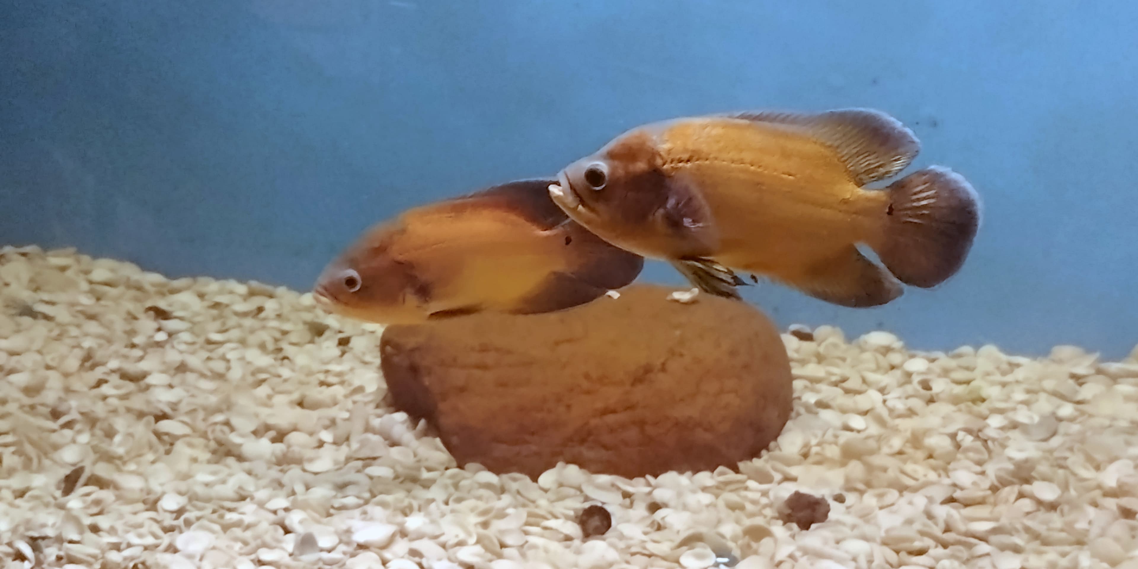 Oscar Cichlid