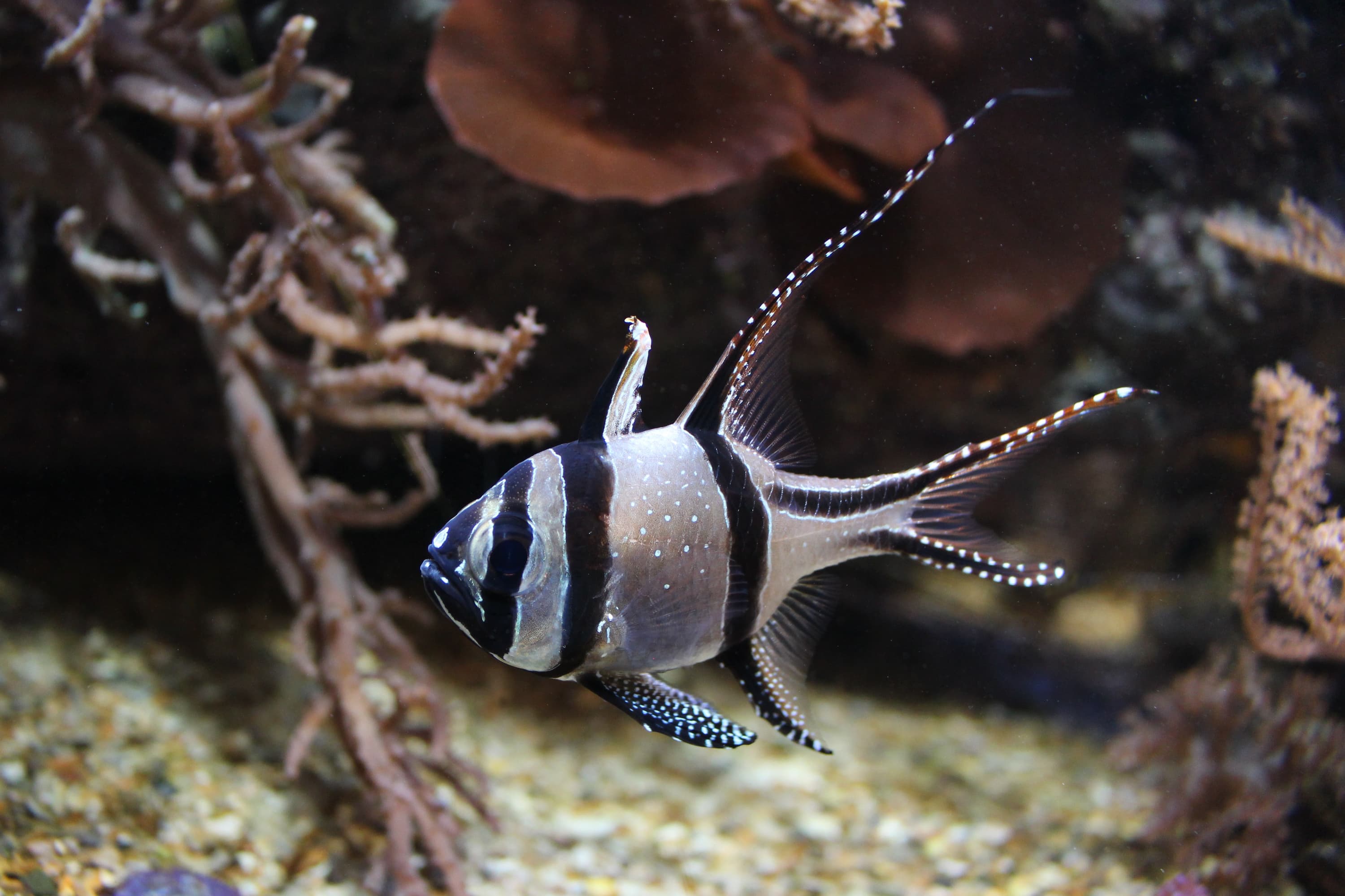 Cardinalfish (Banggai)