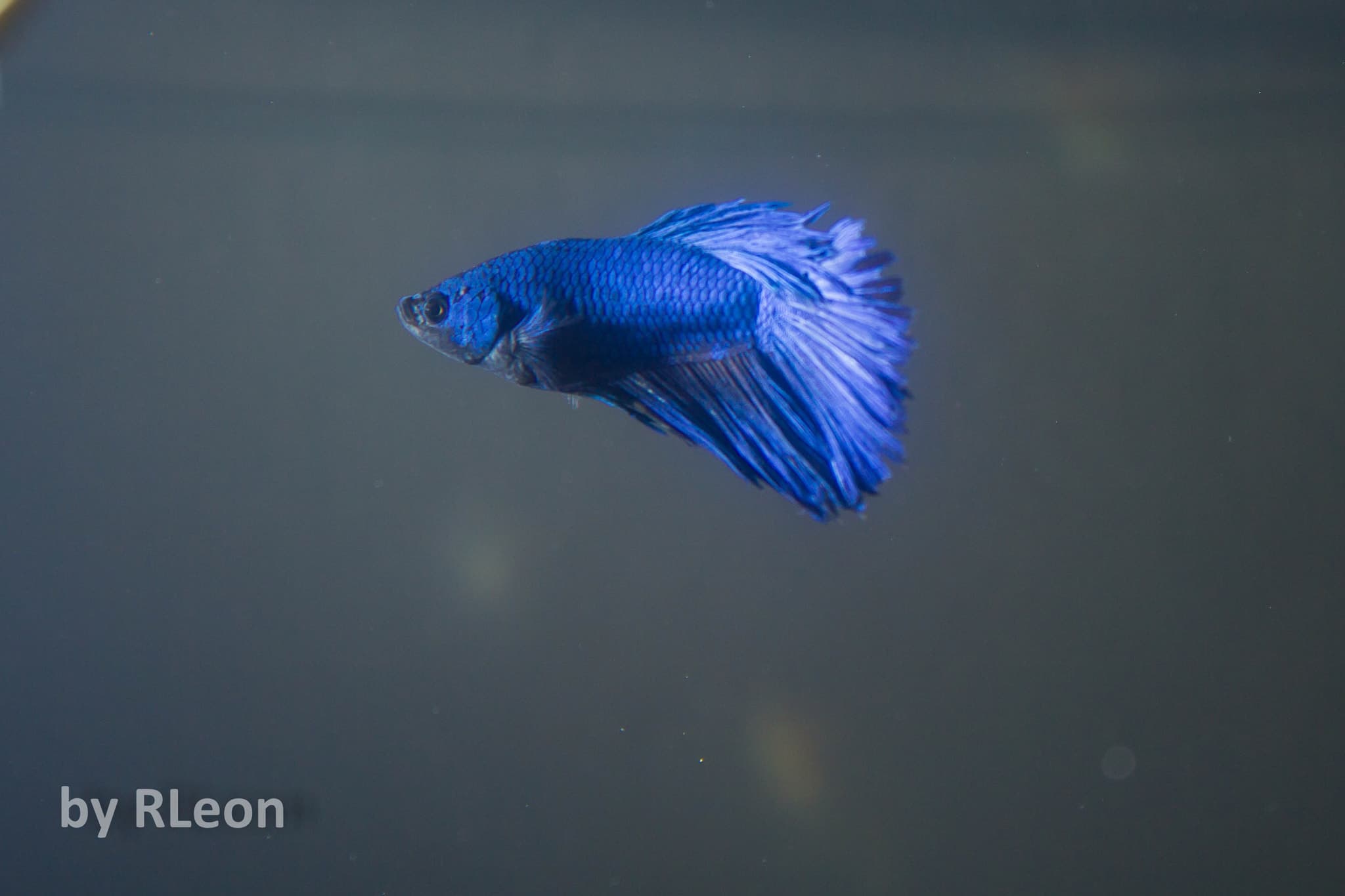 Betta Fish