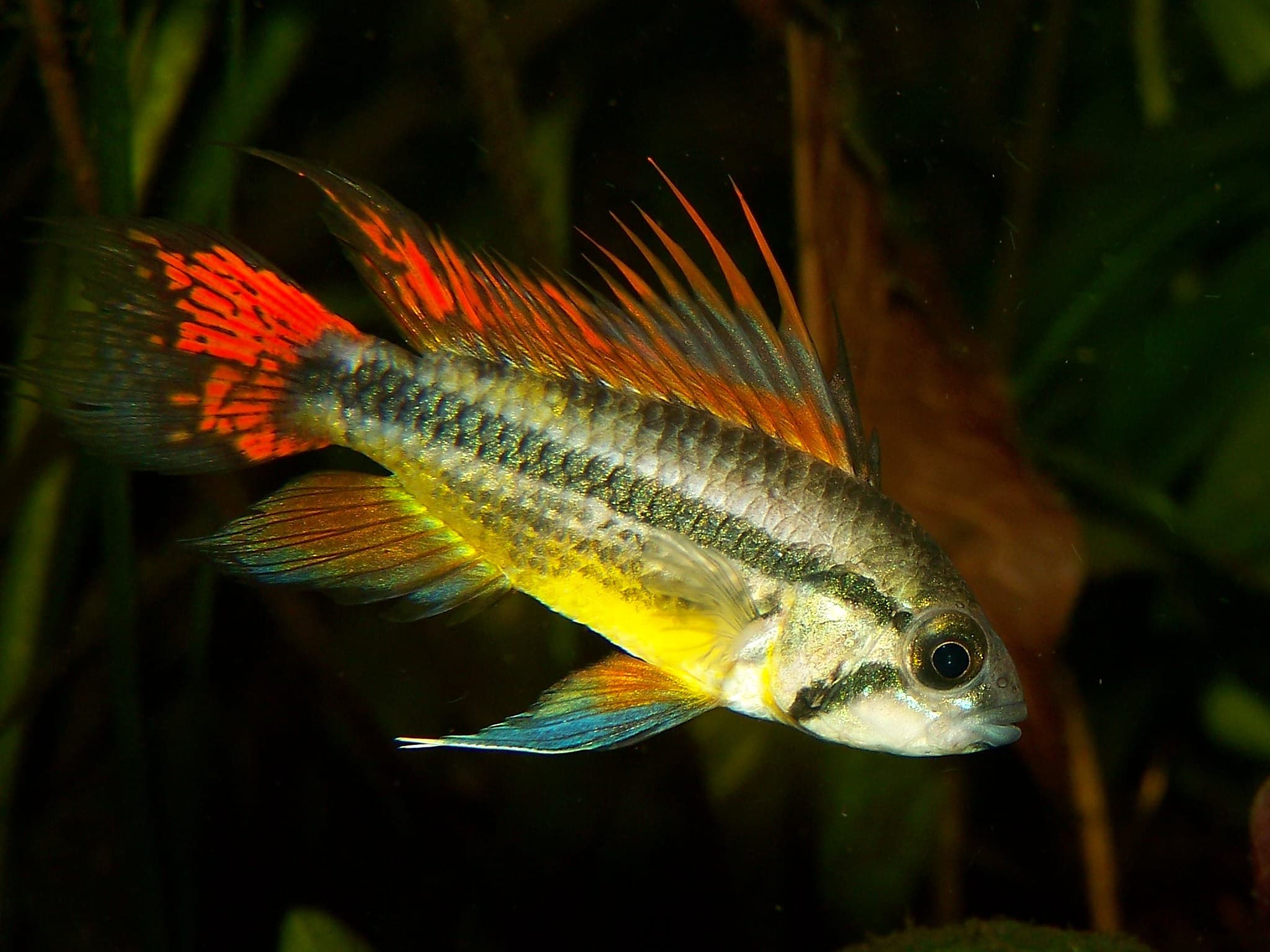 Cockatoo Dwarf Cichlid