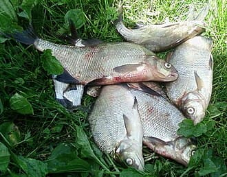 Common Bream