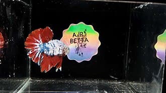 Betta Fish