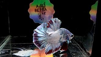 Halfmoon Plakat Betta