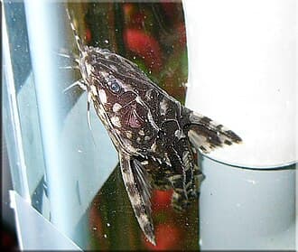 Spotted Raphael Catfish