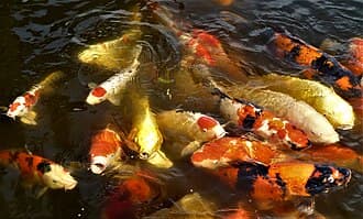 Koi