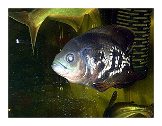 Oscar Cichlid