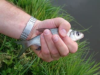 Common Bream