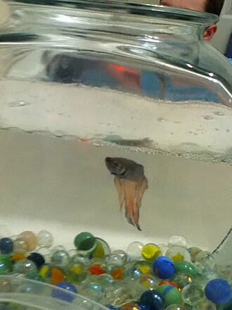 Betta Fish