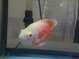 Oscar Cichlid