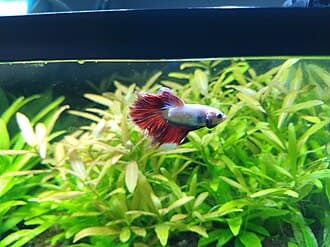 Betta Fish