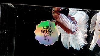 Betta Fish