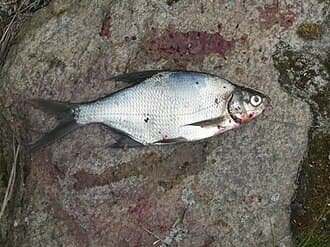 Common Bream