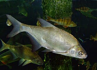 Common Bream