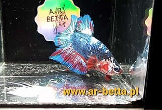 Halfmoon Plakat Betta