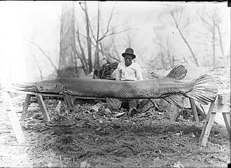Alligator Gar