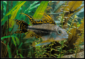 Cockatoo Dwarf Cichlid