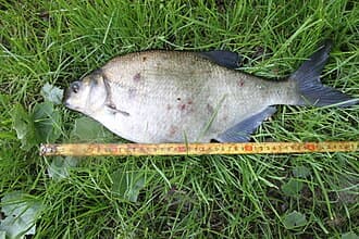 Common Bream