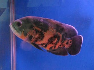 Oscar Cichlid