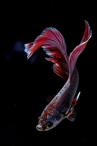 Betta Fish