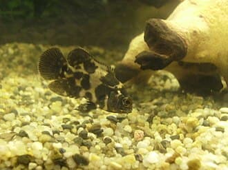 Oscar Cichlid