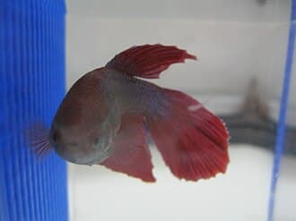 Betta Fish