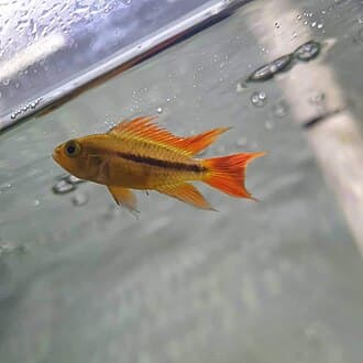 Orange Flash Apistogramma