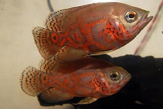 Oscar Cichlid
