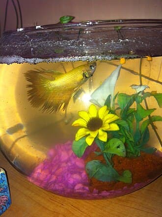 Siamese Fighting Fish