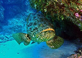 Goliath Grouper