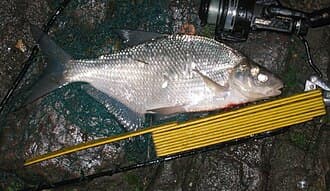 Common Bream