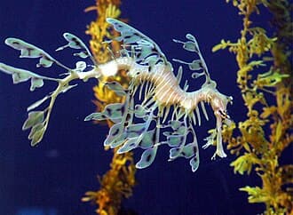 Leafy Seadragon