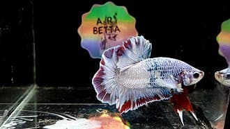 Betta Fish