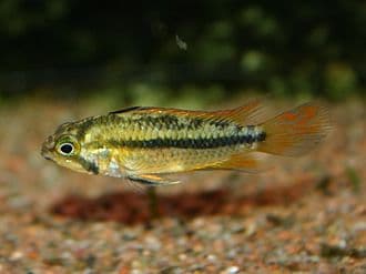 Cockatoo Dwarf Cichlid