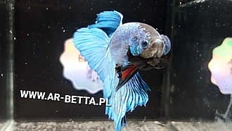 Betta Fish