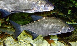Carp Bream