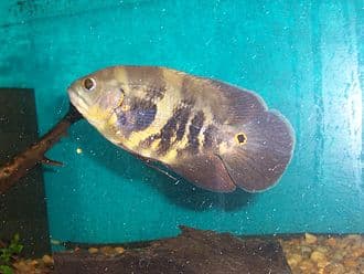 Oscar Cichlid