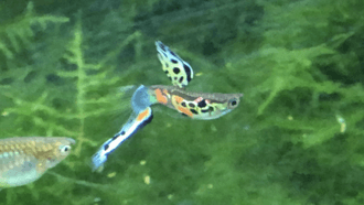 Guppy