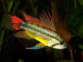 Cockatoo Dwarf Cichlid