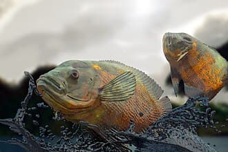 Oscar Cichlid