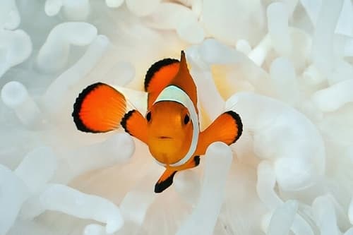 Ocellaris Anemonefish