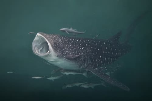 Whale Shark