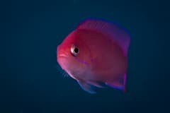 Redbar Anthias