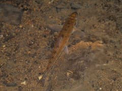 Common Gudgeon